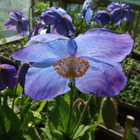 Meconopsis 'Huntfield'