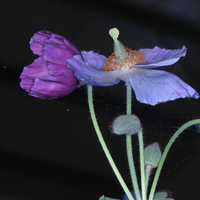 Meconopsis 'Jimmy Bayne'