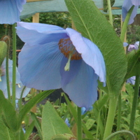 Meconopsis 'Lingholm' (Fertile Blue Group)