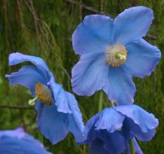 Meconopsis 'Mop-head'