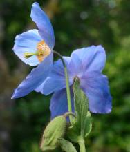 Meconopsis 'Stewart Annand'