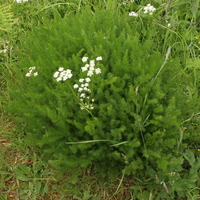 Meum athamanticum