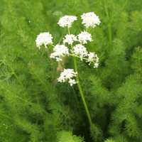 Meum athamanticum