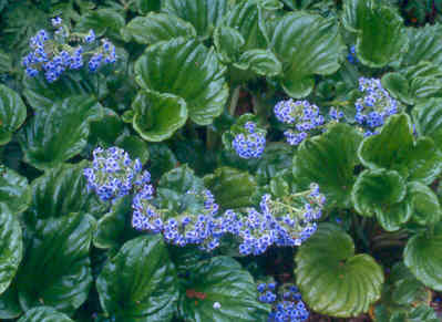 Myosotidium hortensia