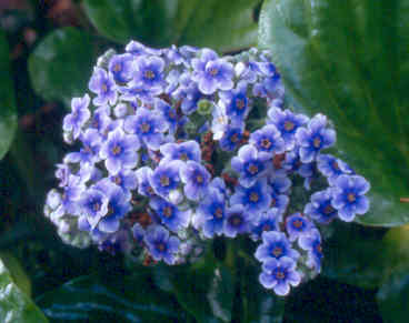 Myosotidium hortensia flowers