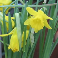 Narcissus asturiensis