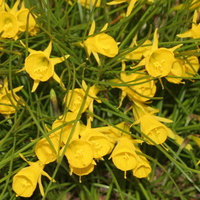 Narcissus bulbocodium var. conspicuus