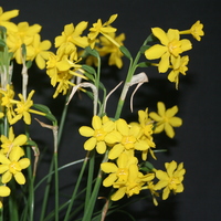 Narcissus jonquilla var. henriquesii