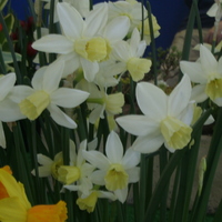 Narcissus 'Sailboat'