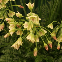 Nectaroscordum siculum