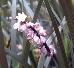 Ophiopogon planiscarpus 'Nigrescens' in flower
