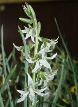 Ornithogalum nutans