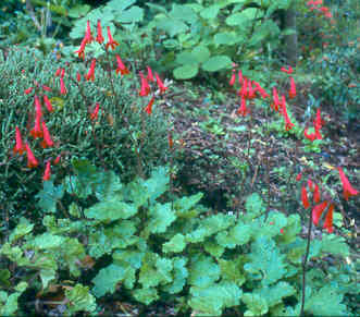 Ourisia coccinea