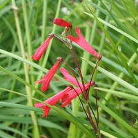 Ourisia coccinea