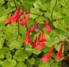 Ourisia coccinea