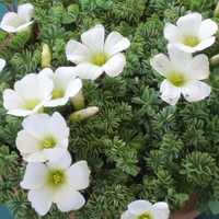 Oxalis enneaphylla 'Alba'