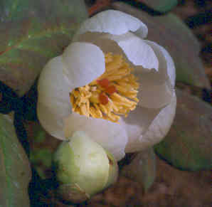 Paeonia obovata var. alba