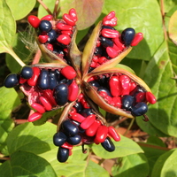 Paeonia obovata var. alba in fruit