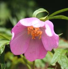 Paeonia veitchii