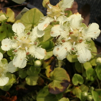Parnassia gansuensis SDR5128