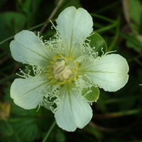 Parnassia gansuensis SDR5128