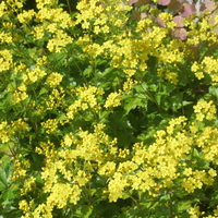 Patrinia triloba var. palmata
