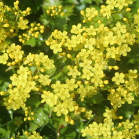 Patrinia triloba var. palmata