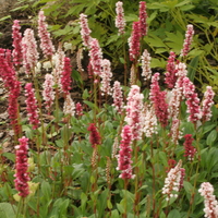 Persicaria affinis 'Superba'