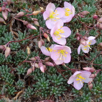 Phemeranthus sediformis 'Zoe'