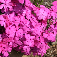 Phlox subulata 'McDaniel's Cushion'