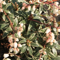 Pieris japonica 'Little Heath'