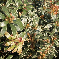 Pieris japonica 'Little Heath'