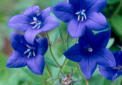 Platycodon grandiflorus