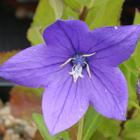Platycodon grandiflorus 'Apoyama'