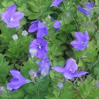 Platycodon grandiflorus Apoyama Group