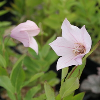 Platycodon grandiflorus roseus