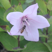 Platycodon grandiflorus roseus