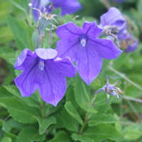 Platycodon grandiflorus 'Sentimental Blue'