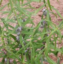 Polygonatum prattii