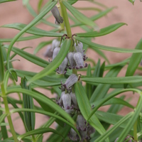 Polygonatum prattii