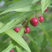 Polygonatum prattii in fruit