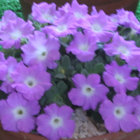 Primula allionii 'Grandiflora'