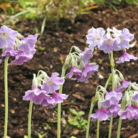 Primula alpicola 'Kevock Sky'