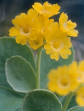 Primula auricula