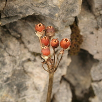 Primula auricula fruit