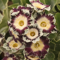 Primula auricula 'Matthew'