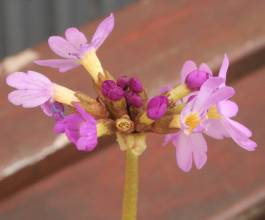 Primula auriculata subsp. olgae