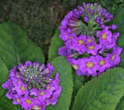 Primula beesiana