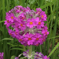 Primula beesiana