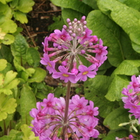 Primula beesiana